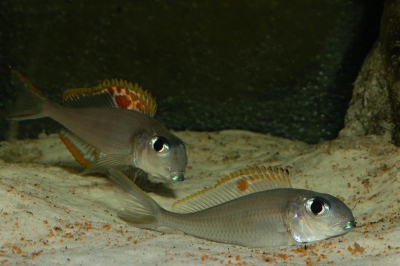 Xenotilapia nigrolabiata 'Chituta Bay'